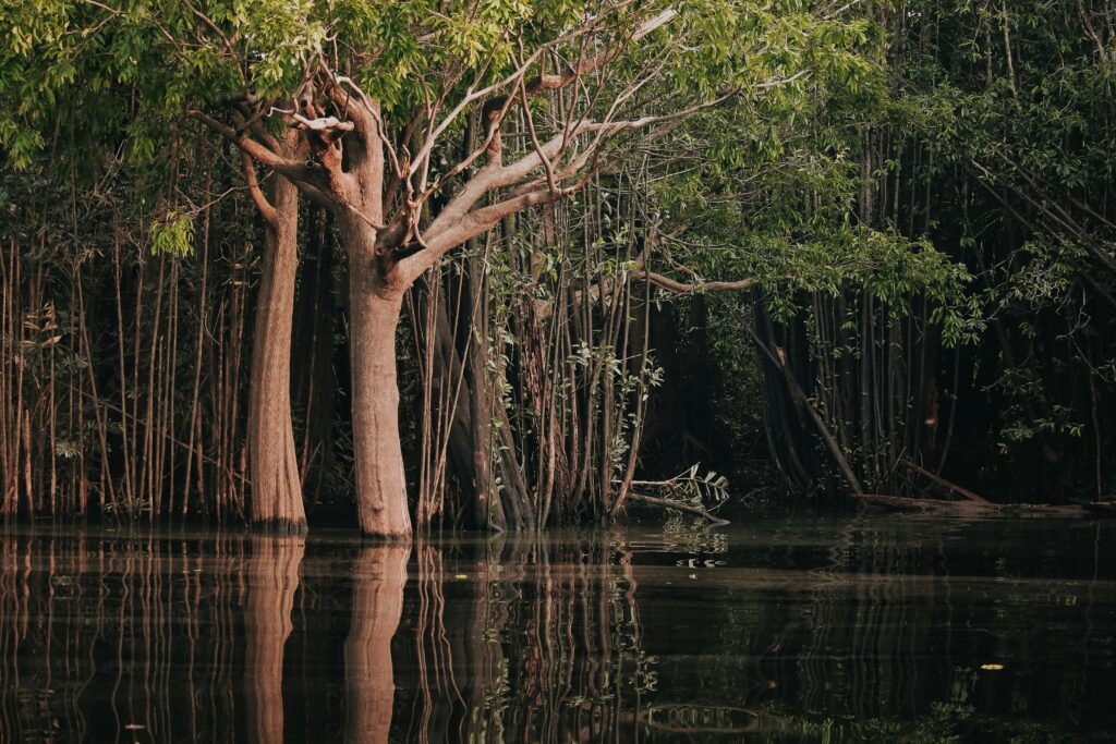 Lush Amazon rainforest trees reflected in the calm water, capturing the serene beauty of Manaus, Brazil.